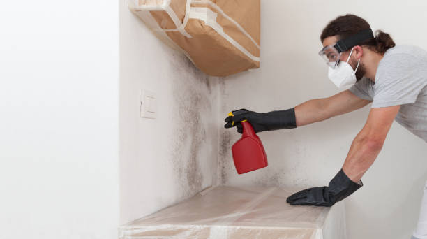 Professional Basement Mold Remediation technician working in Waltham, MA