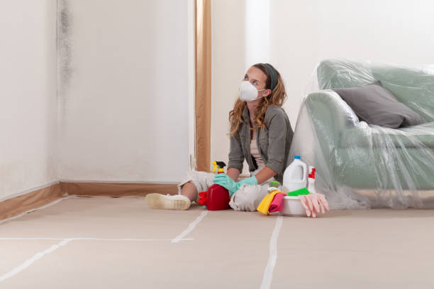 Reliable Basement Mold Remediation contractor in Waltham, MA by 24 Hour Mold Removal